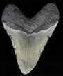 Megalodon Tooth - North Carolina #59056-1